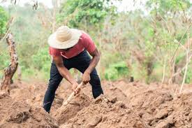 Agriculture